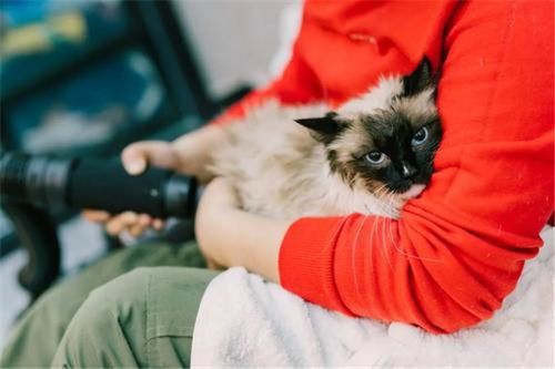 宠物美容店猫咪造型，价格是多少呢？