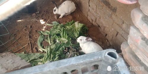 养宠物兔风险多，健康隐患大，谨慎选择！