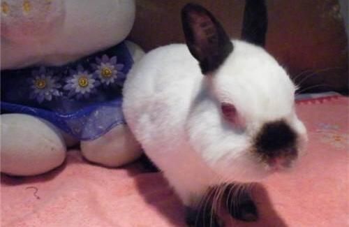 挑选凤眼侏儒兔好还是喜玛拉雅兔好,看完你就明白了