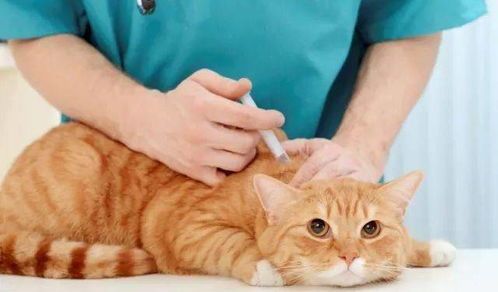 宠物脖子受伤急救与预防攻略