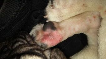 狗狗咬伤化脓，速用宠物消炎药！