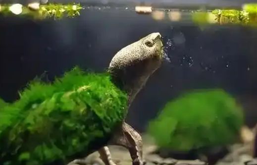 绿毛龟的人工养殖技术有哪些？