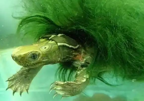 绿毛龟的人工养殖技术有哪些？