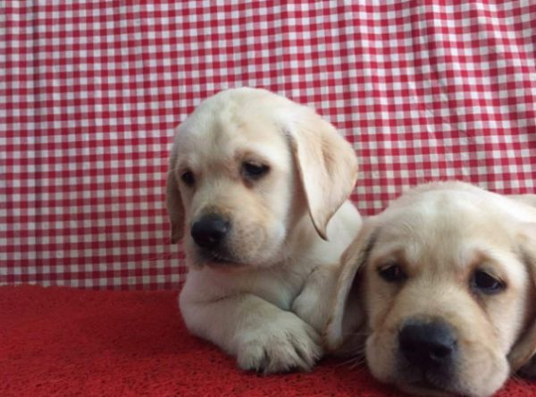 拉布拉多导盲犬幼犬寻回猎犬血统纯正宠物犬宠物狗拉布拉多狗