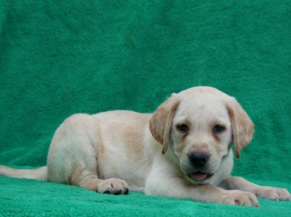 拉布拉多导盲犬幼犬寻回猎犬血统纯正宠物犬宠物狗拉布拉多狗