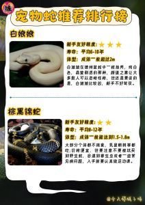 蛇属于异宠吗_了解风险与知识