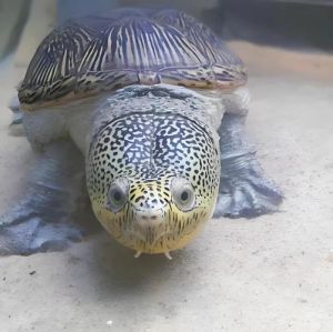 蛋龟算爬宠吗_可爱好斗,需安静环境,保护濒危品种