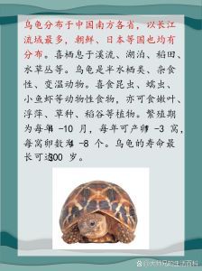 乌龟算爬宠吗_受欢迎的爬宠,饲养需注意环境与饮食