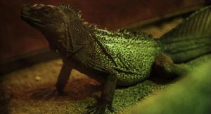 地铁允许带小爬宠吗_地铁禁带宠物?导盲犬可通行,特殊宠物需合规!