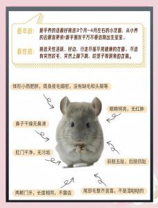 建议新手养爬宠吗_新手养守宫难?温湿要求高,几乎没感情,不确定就选巴西龟玉米蛇