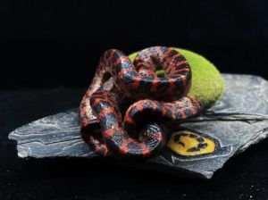 蛇算爬宠吗_神秘宠物新宠儿,温顺易养受欢迎