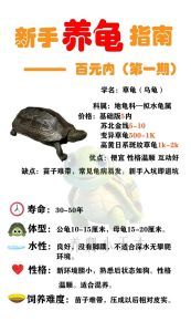 乌龟是爬宠吗_养乌龟难吗?爬宠新选择,养龟有讲究