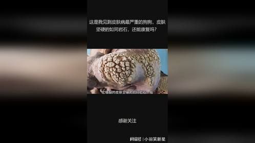 这是我见到皮肤病最严重的狗狗