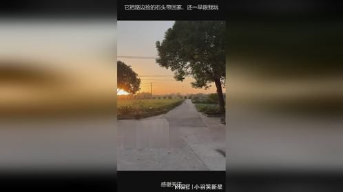 它把路边捡的石头带回家，还一早跟我玩