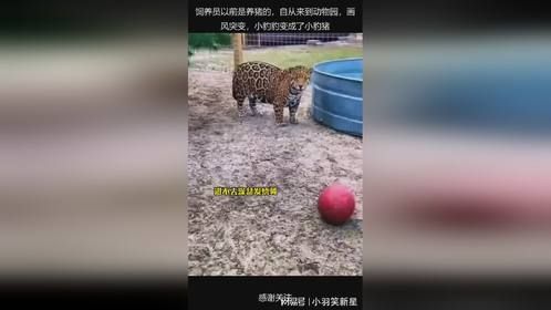 饲养员以前是养猪的