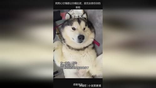 狗狗心甘情愿让你摸肚皮，是完全信任你的表现