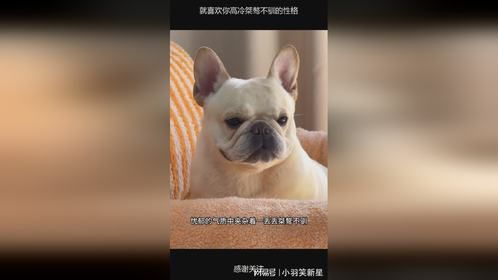 就喜欢你高冷桀骜不驯的性格