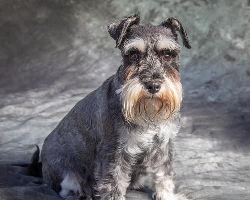 揭秘饲养雪纳瑞的6个误区，劝你别再犯了！（小心！这些误区可能让你养了只不开心的雪纳瑞。）