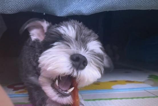 揭秘饲养雪纳瑞的6个误区，劝你别再犯了！（小心！这些误区可能让你养了只不开心的雪纳瑞。）