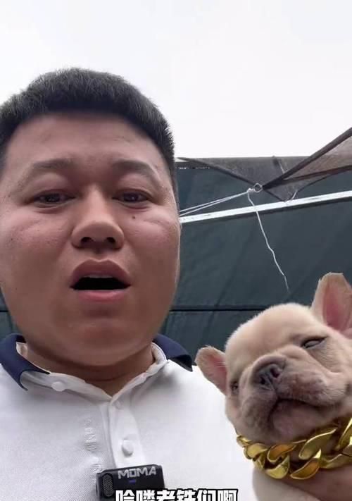 如何解决法国斗牛犬体臭问题（宠物保健中的必修课——掌握宠物清洁技巧）