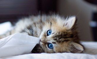 掌握洗澡技巧，助小猫健康成长。