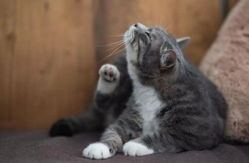 掌握猫咪耳朵清洗技巧，呵护宠物健康。