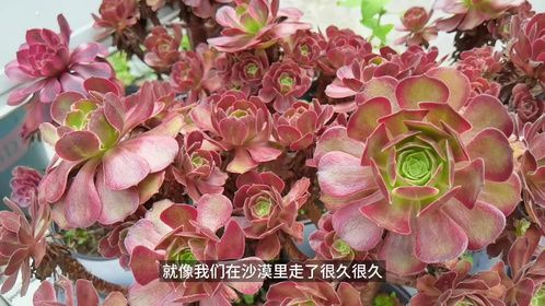 法师夏季休眠？植物小达人教你避免！
