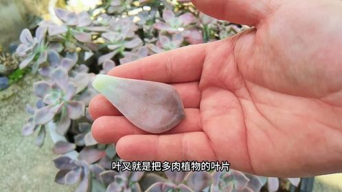 神奇的多肉叶插，一片叶子，一盆花