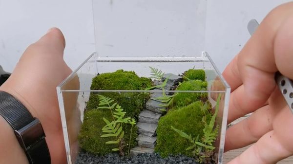 制作一款“幻境梯苔盒”盆栽，带领人们探索神秘的森林世界