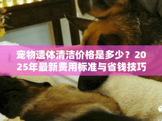 宠物遗体清洁价格是多少?2025年最新费用标准与省钱技巧全解析