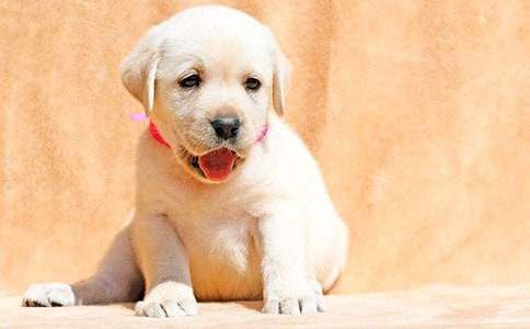 我的宠物小狗作文(11篇)