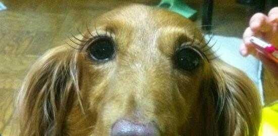 宠物狗的双眼皮之谜（揭开不同品种双眼皮的奥秘）