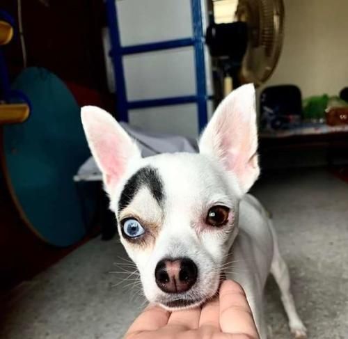 宠物狗的双眼皮之谜（揭开不同品种双眼皮的奥秘）