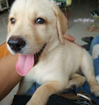 宠物狗的双眼皮之谜（揭开不同品种双眼皮的奥秘）