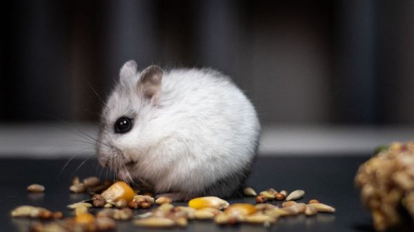 仓鼠有狂犬病毒吗