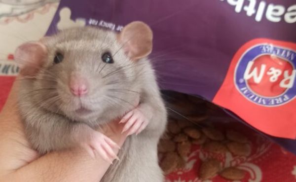 比较好的仓鼠粮食品牌有哪些?RM仓鼠粮攻克仓鼠常见营养难题