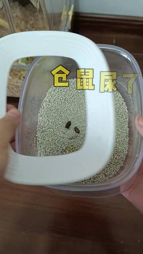 仓鼠不在尿沙里尿怎么办_仓鼠不尿沙?找出原因巧引导,养成好习惯