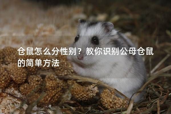 仓鼠怎么分性别?教你识别公母仓鼠的简单方法