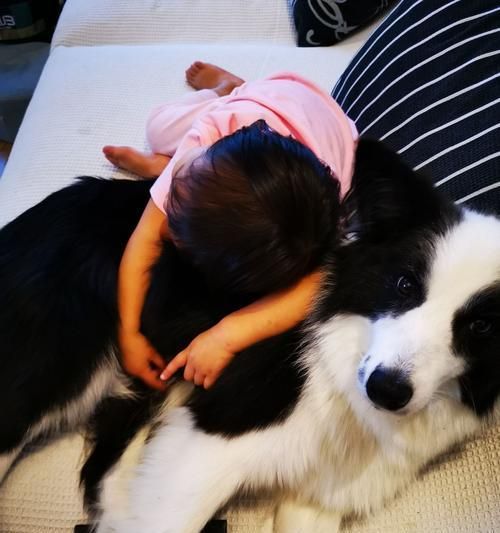 揭秘5000元一个月的“狗狗培训班”（噱头还是专业？真相揭秘！）