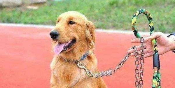 揭秘5000元一个月的“狗狗培训班”（噱头还是专业？真相揭秘！）