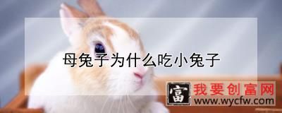 母兔子为什么吃小兔子