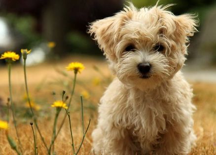 怎么让狗狗不乱吃东西?我来告诉你~