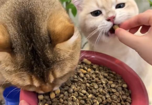 比较好的品牌猫粮推荐！蓝氏猎鸟乳鸽粮凭何成为宠圈新贵？