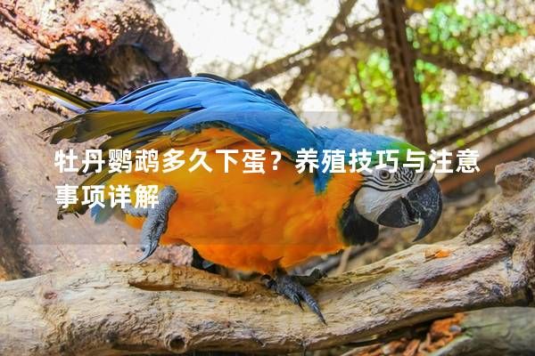 牡丹鹦鹉多久下蛋？养殖技巧与注意事项详解