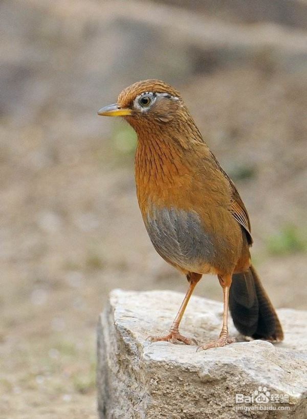 画眉怎样养才可以繁殖