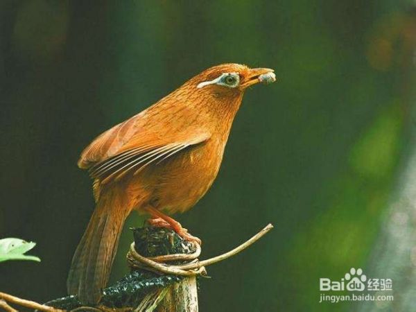 画眉怎样养才可以繁殖