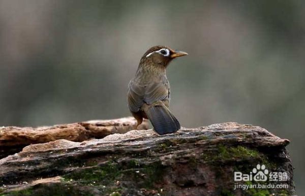 画眉怎样养才可以繁殖
