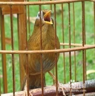 画眉怎样养才可以繁殖