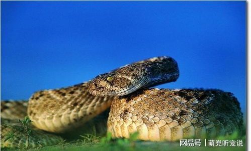 玉米蛇能饿多久不进食？