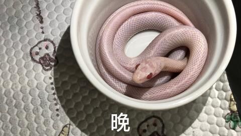 玉米蛇除了乳鼠还能喂什么食物？